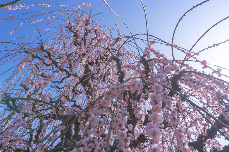 梅花